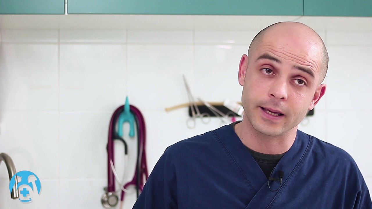 come prevenire le crisi epilettiche nel cane