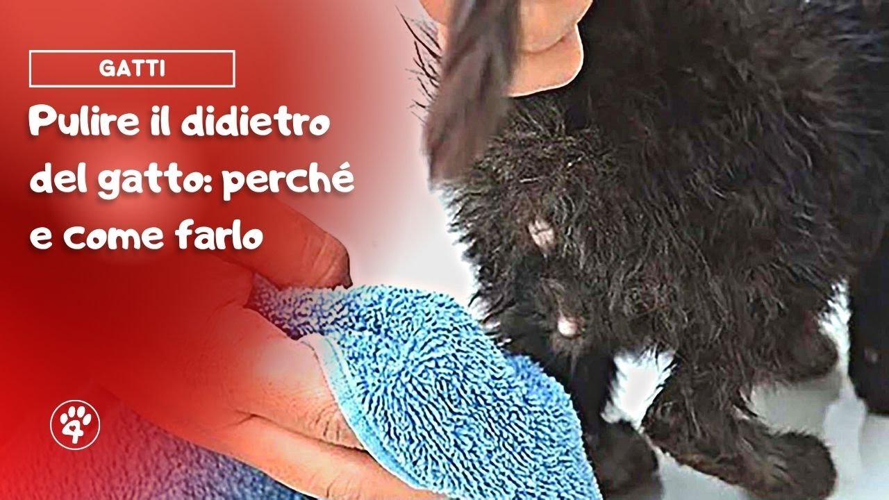 come pulire il pelo del gatto senza lavarlo