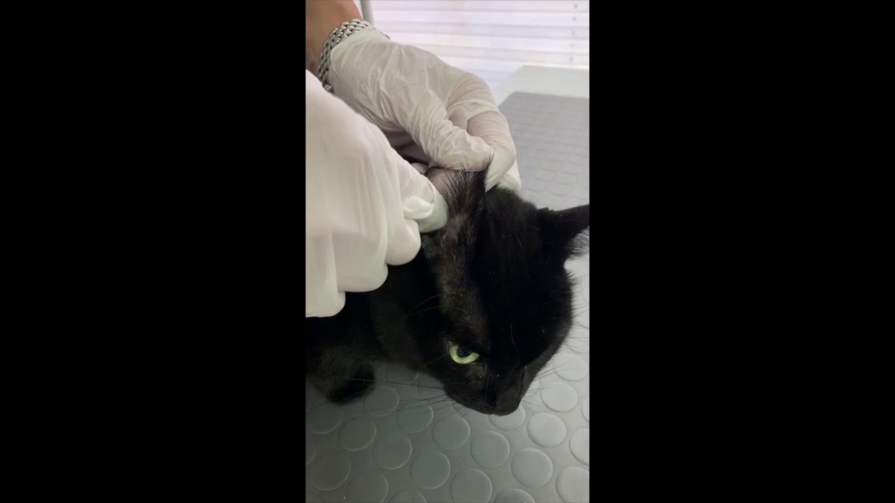 come pulire le orecchie al gatto