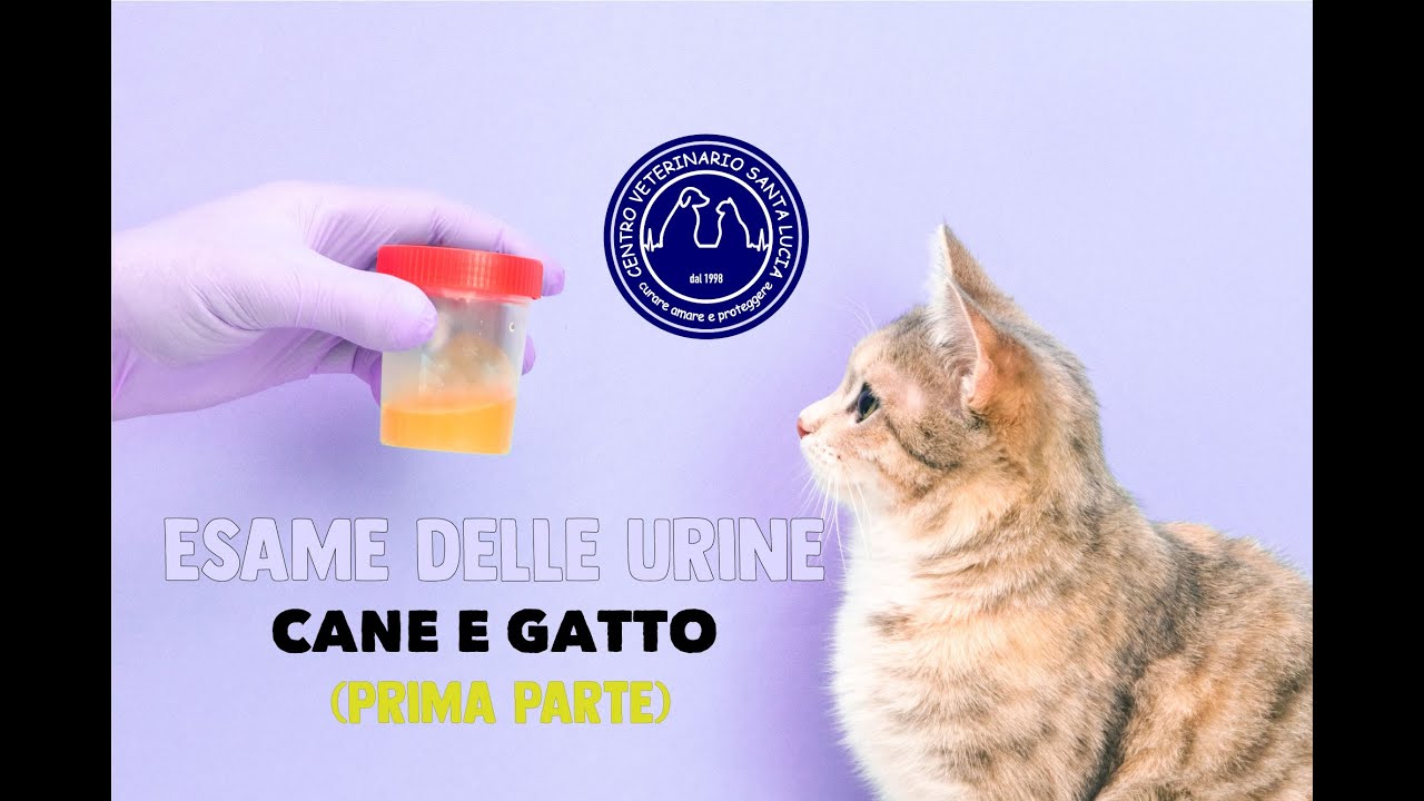 come raccogliere le urine del cane