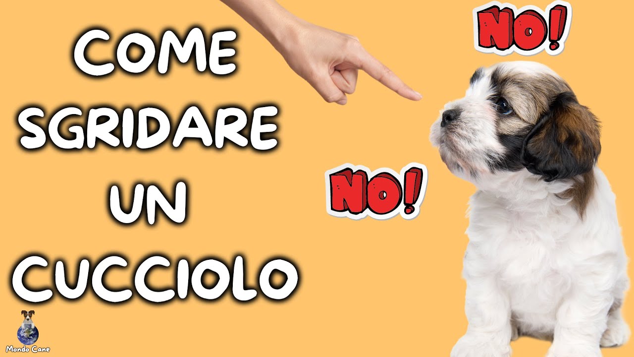 come sgridare il cane quando morde