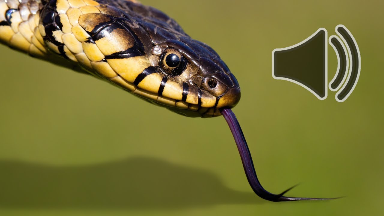 come si chiama il verso del serpente