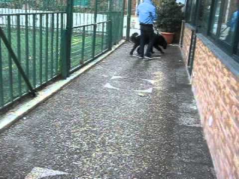 come si siede un cane con displasia