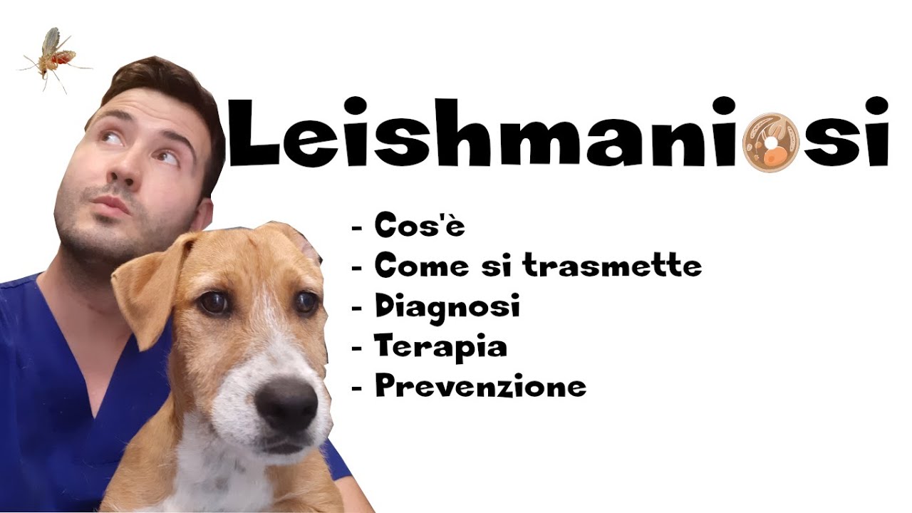 come si trasmette la leishmaniosi tra cani