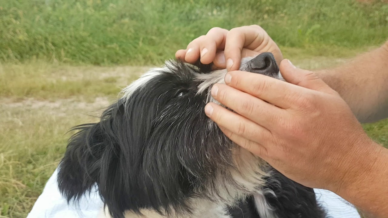 come sono le zecche del cane