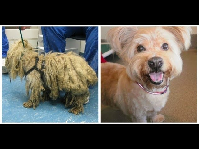 come togliere i nodi al cane