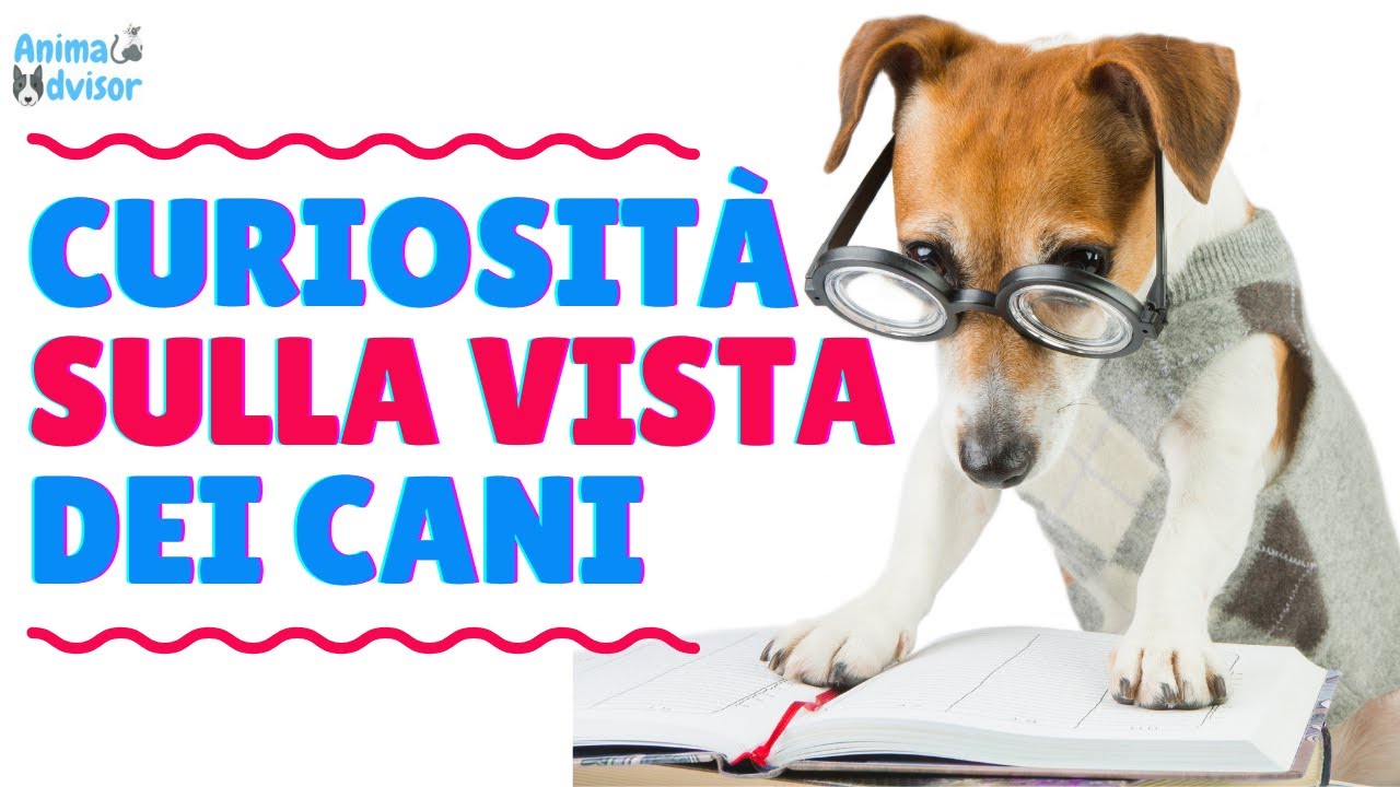 come vedono i cani al buio