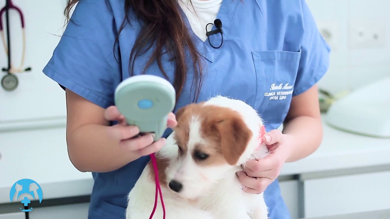 con il microchip si può ritrovare un cane