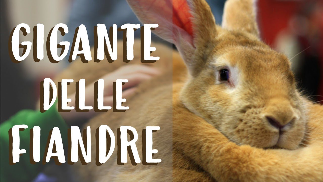 conigli giganti delle fiandre in vendita