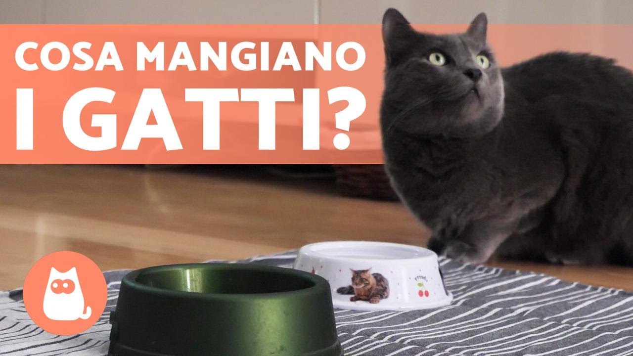 cosa dare da mangiare ai gatti