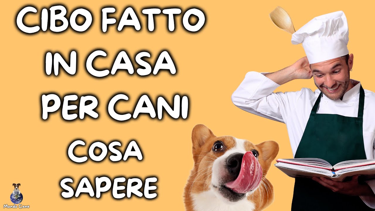 cosa dare da mangiare al cane fatto in casa