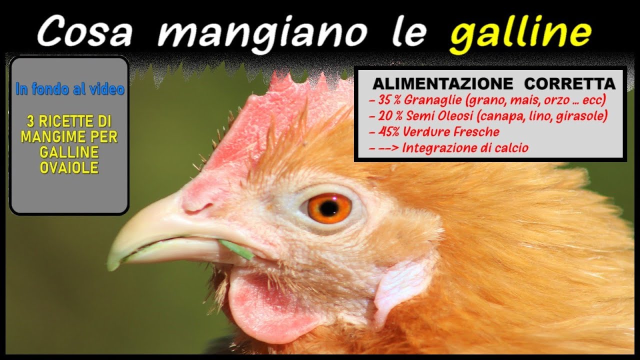 cosa dare da mangiare alle galline
