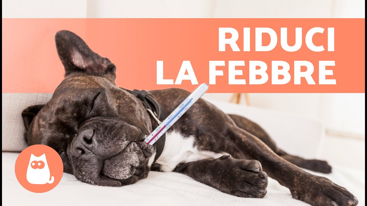 cosa fare se cane ha febbre