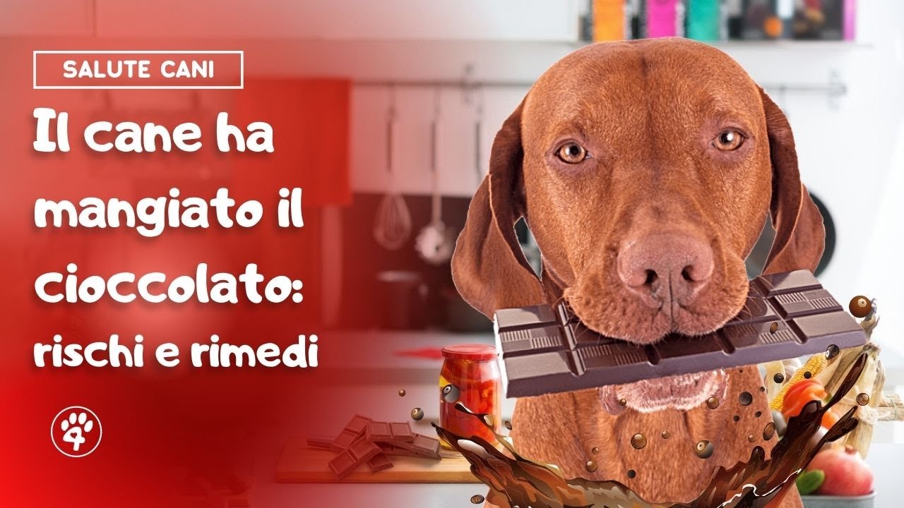 cosa fare se il cane ha mangiato troppo
