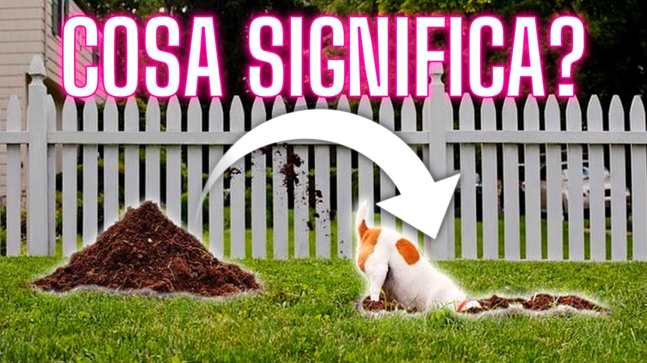 cosa fare se il cane scava buche