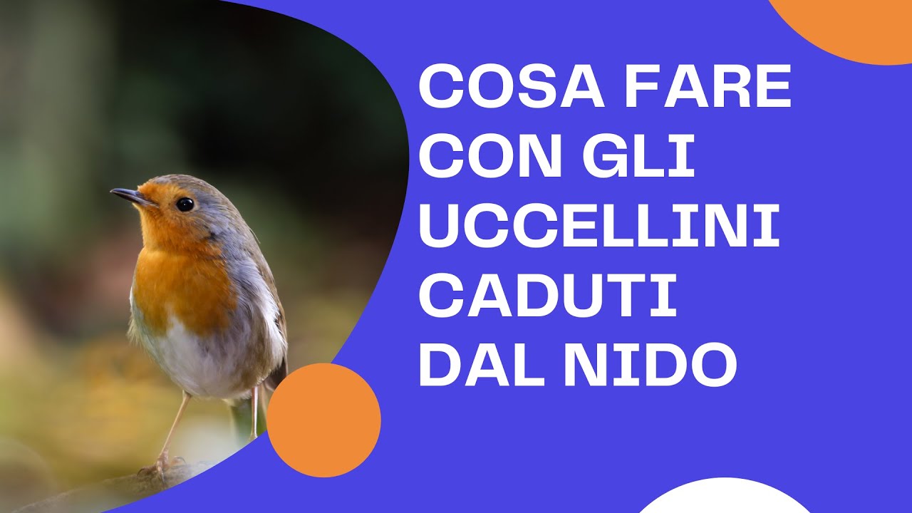 cosa fare se un uccellino cade dal nido
