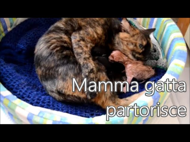 cosa mangia una gatta che ha appena partorito