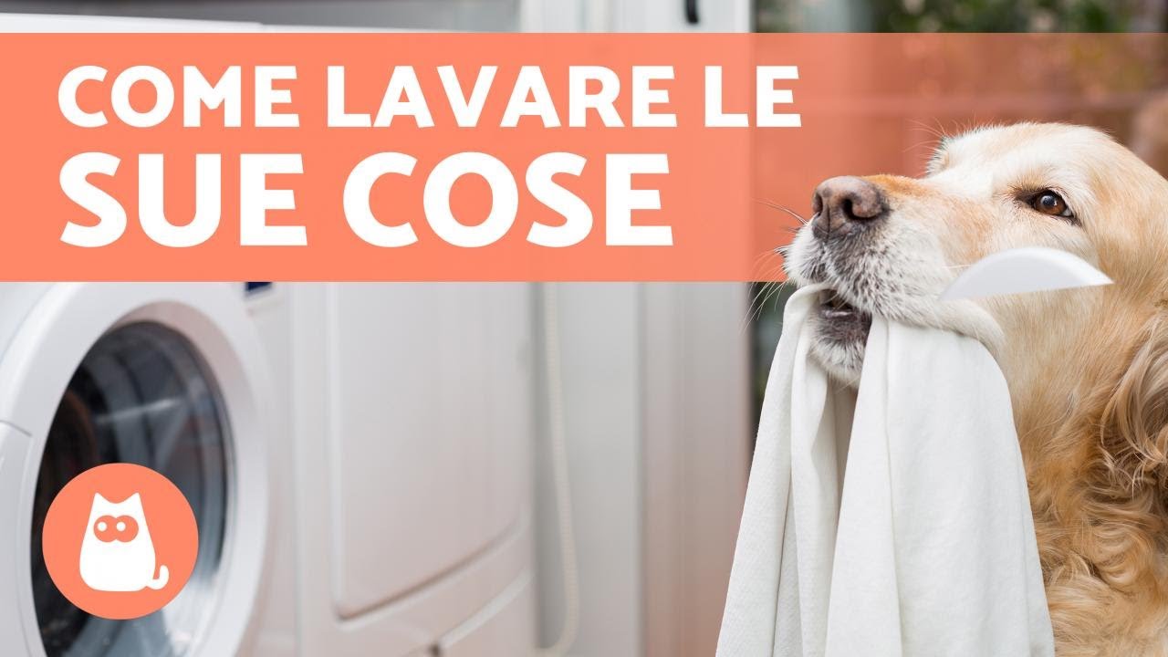 cosa mettere nella cuccia del cane in inverno