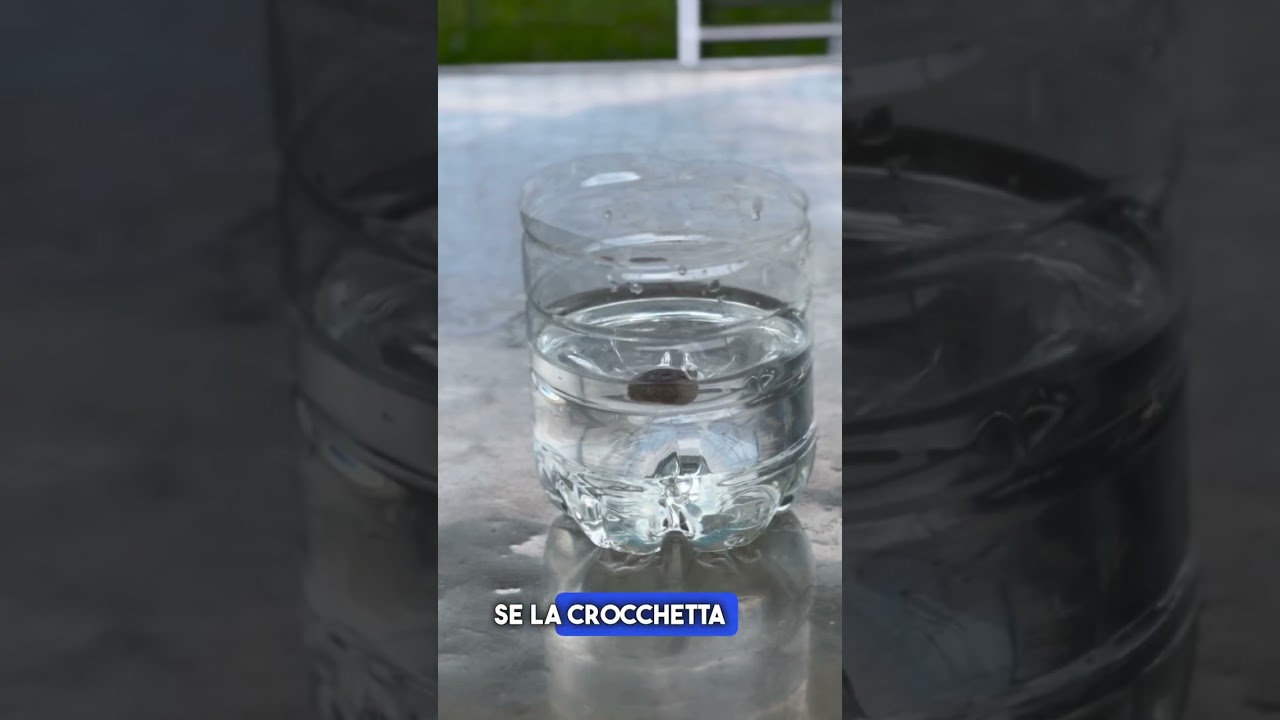 crocchette cane 10 kg in offerta