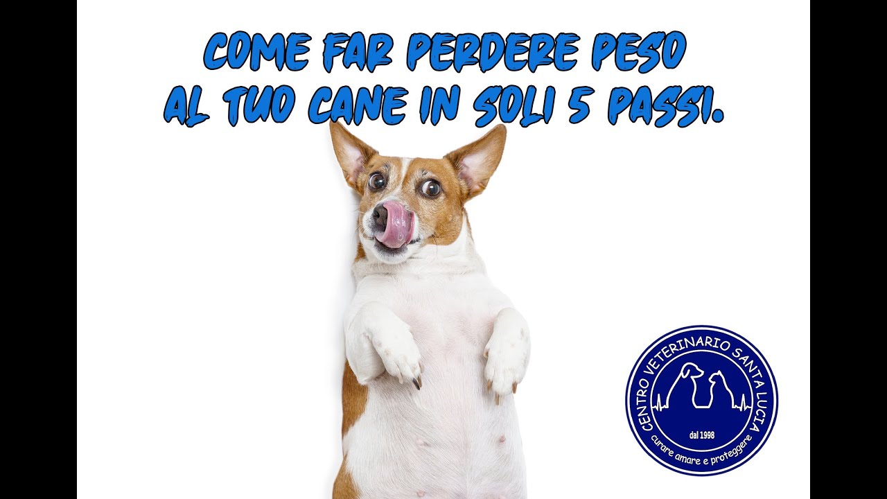 crocchette per far dimagrire il cane