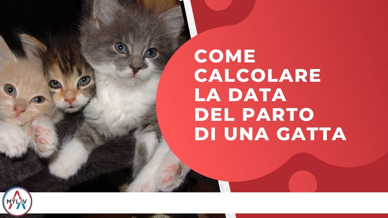 cuccia per gatta che deve partorire