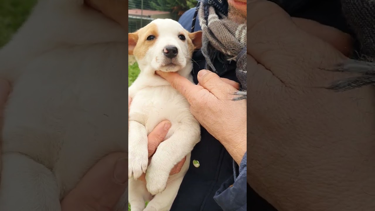 cuccioli da adottare gratis taglia piccola