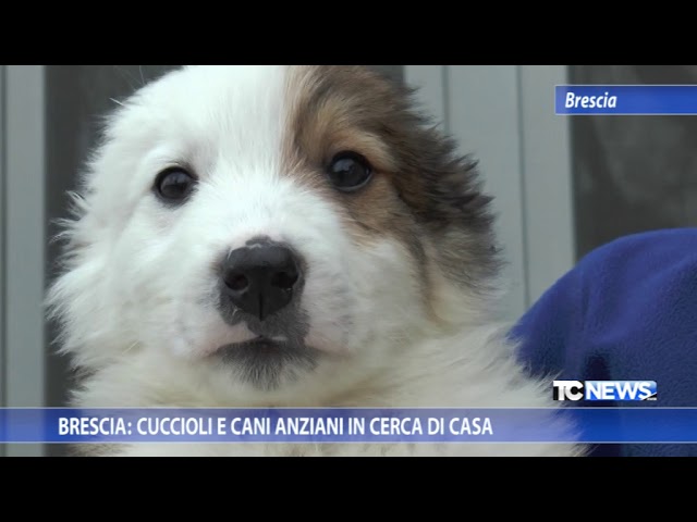 cuccioli di cane in regalo brescia
