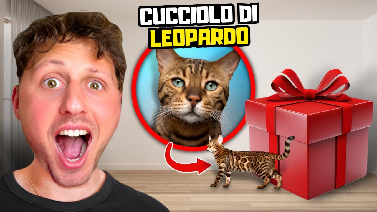 cuccioli di gattini in regalo a roma