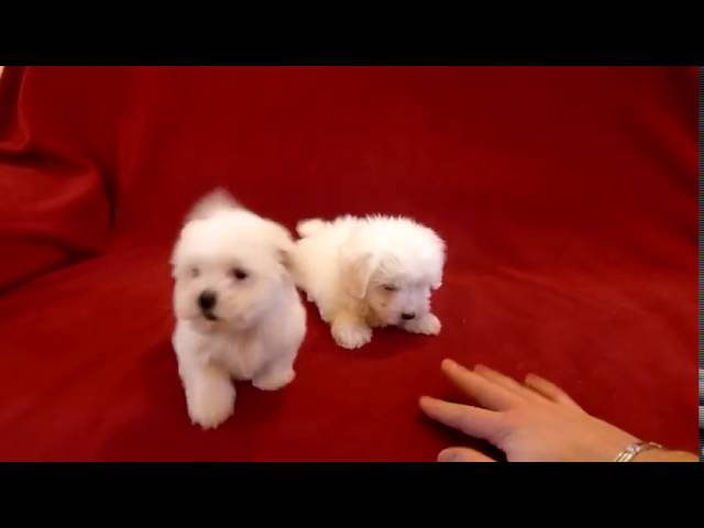 cuccioli in regalo brescia e dintorni