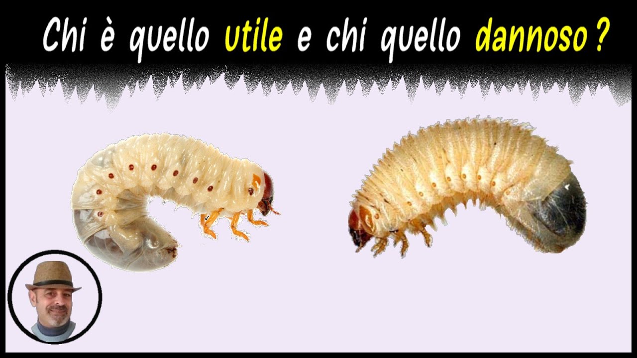 da dove escono i vermi neri in casa