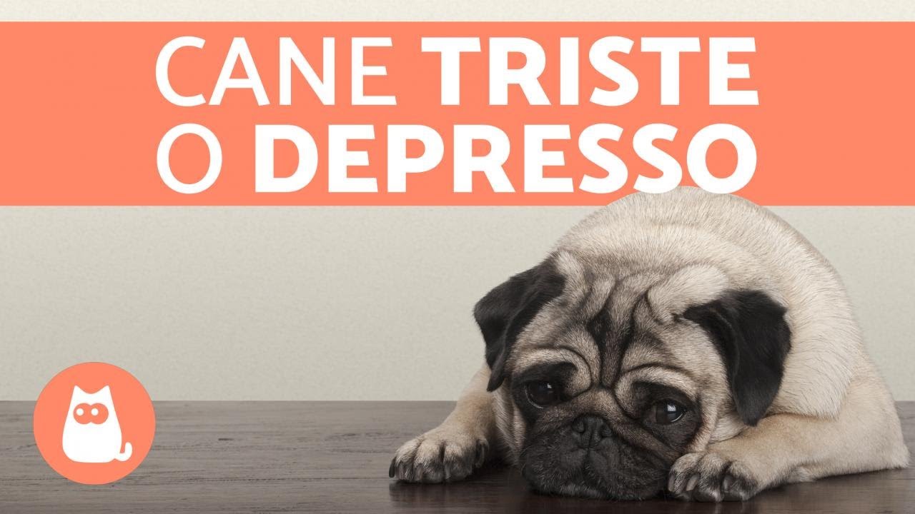 depressione dopo aver preso un cane