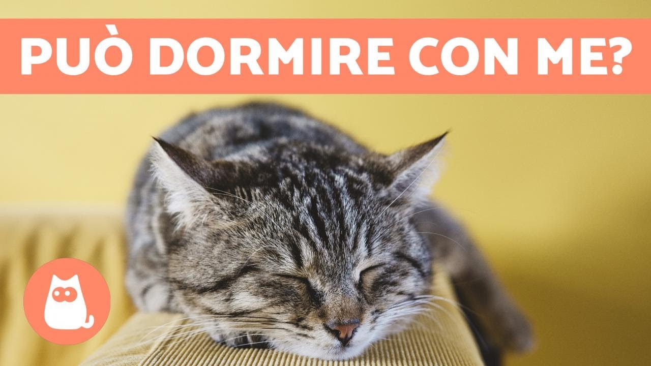 dormire con il gatto in gravidanza