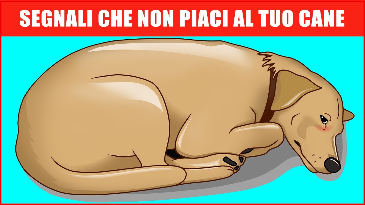 dove lasciare i cani quando si va in vacanza