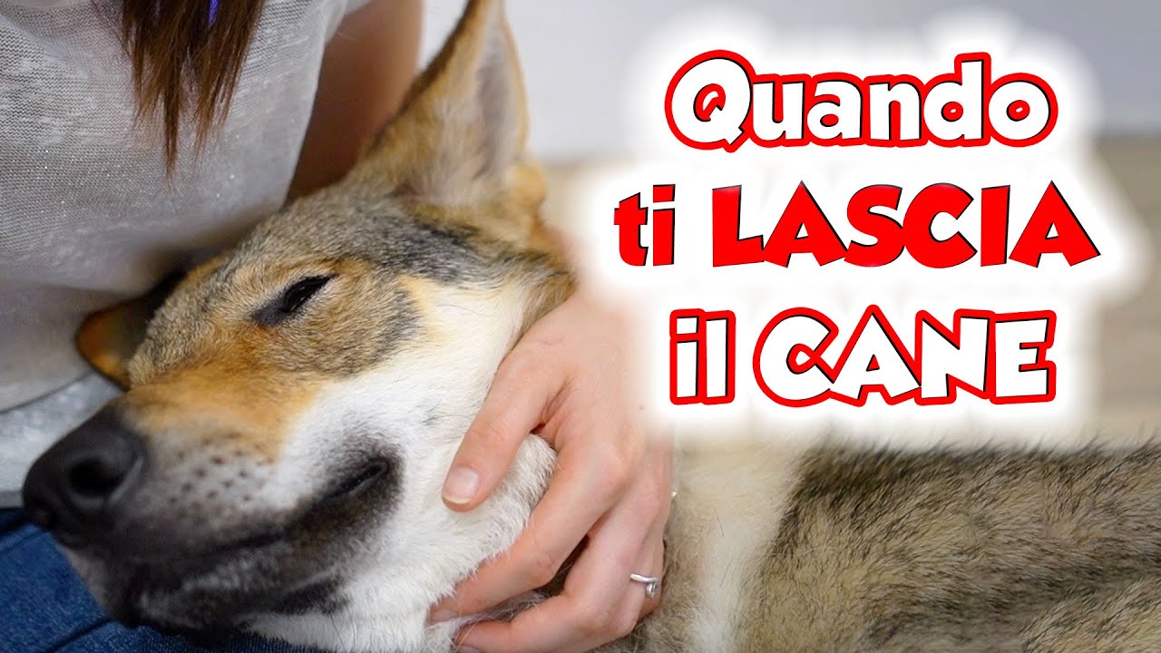dove lasciare il cane quando si va in vacanza