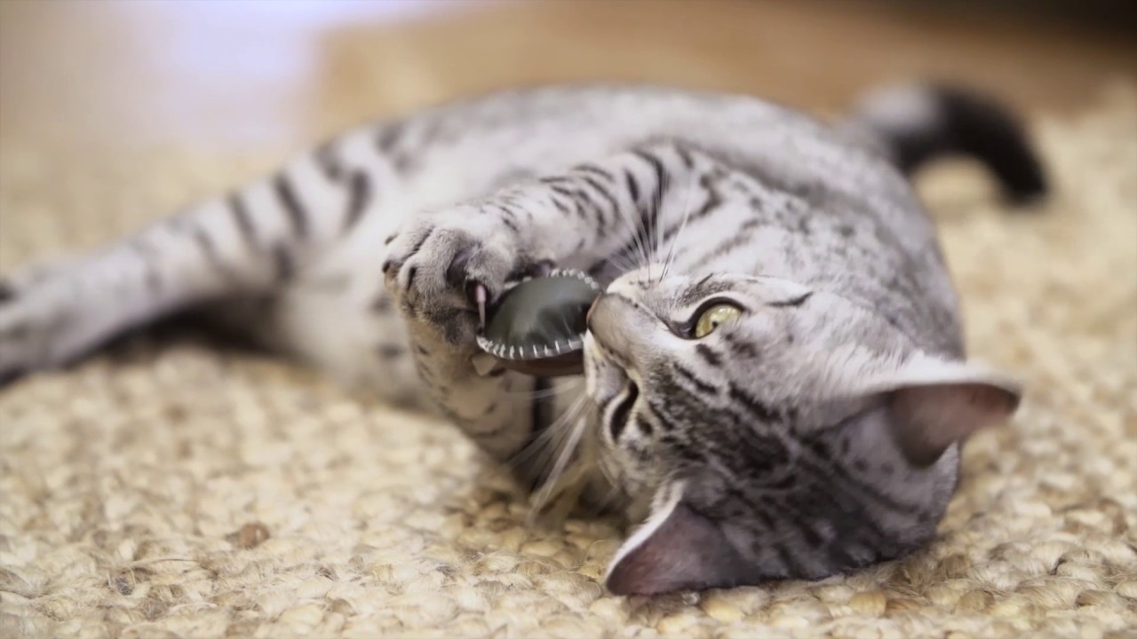 dove lasciare il gatto quando si va in vacanza