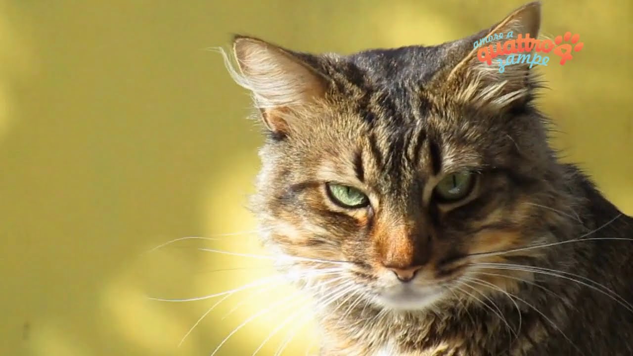 dove si butta la cacca del gatto
