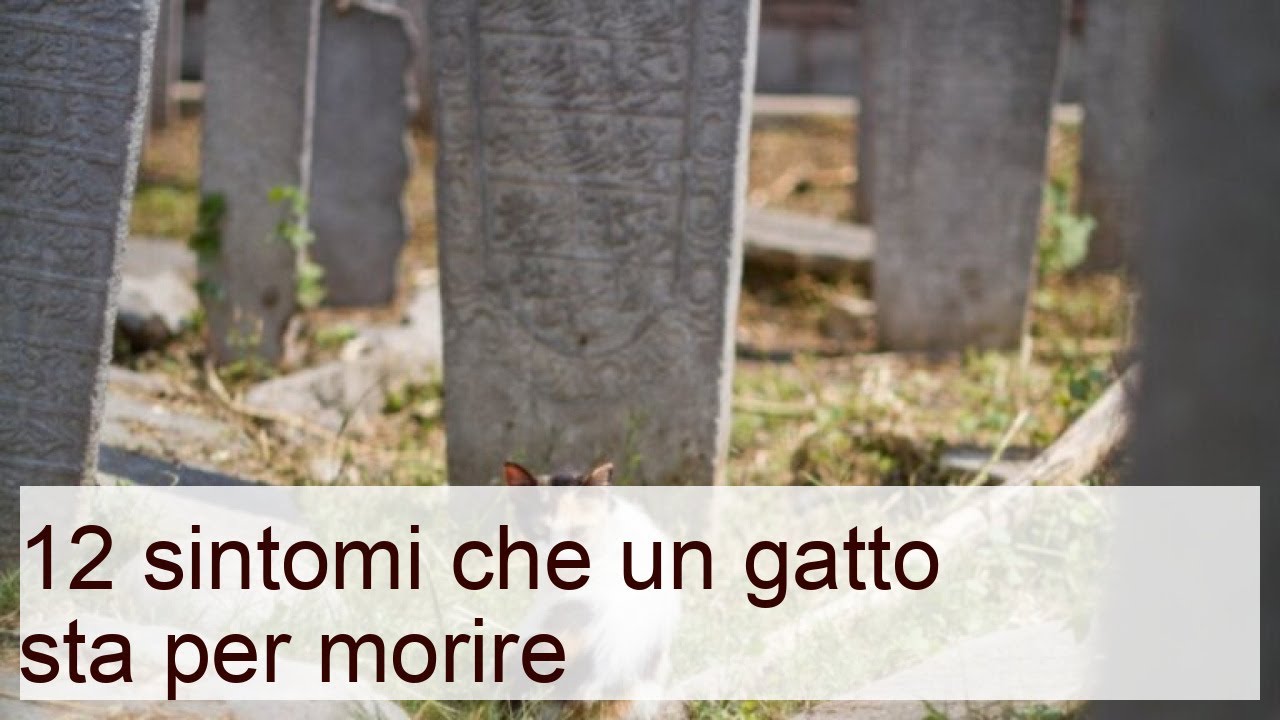 dove vanno a morire i gatti