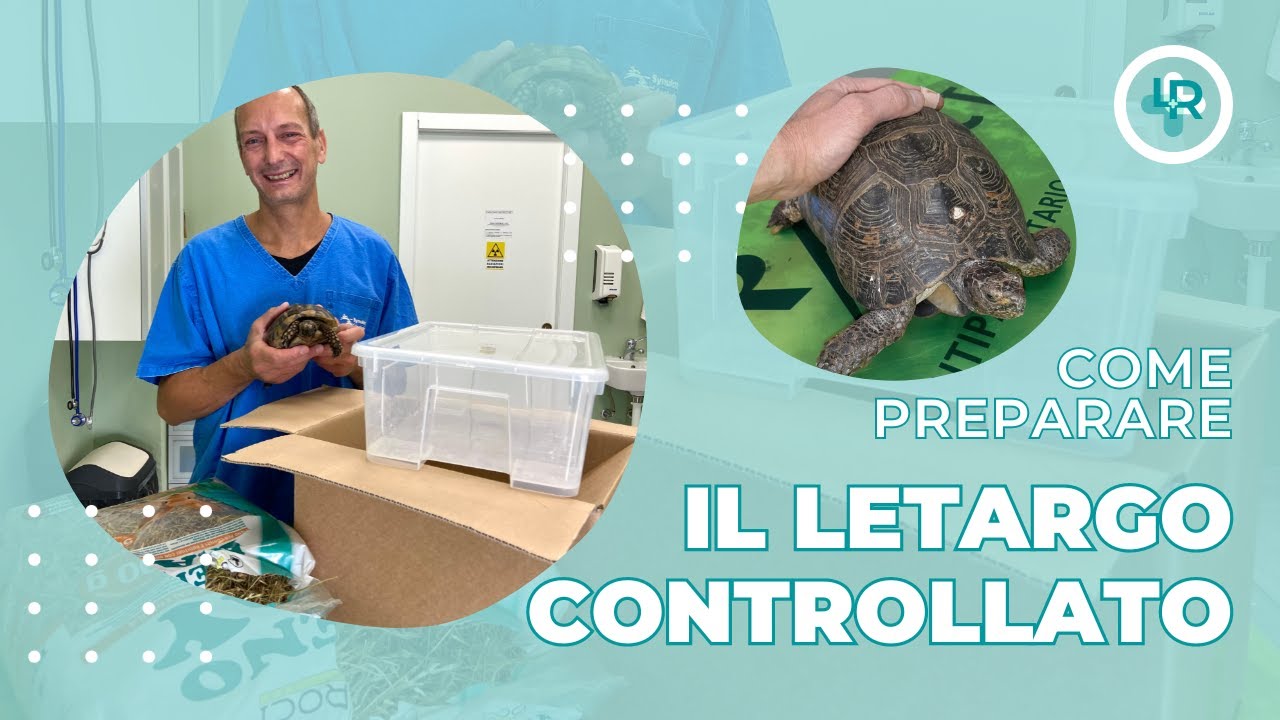 dove vanno in letargo le tartarughe di terra