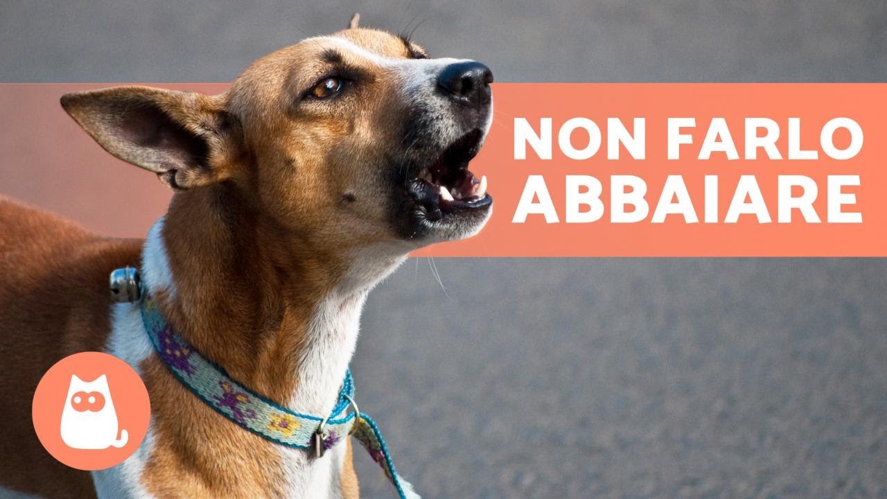 educare il cane a non abbaiare