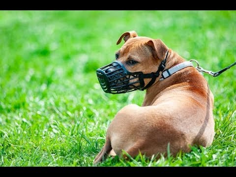 elenco cani con obbligo di museruola