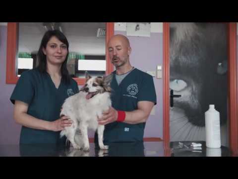 esiste insulina in pastiglie per cani