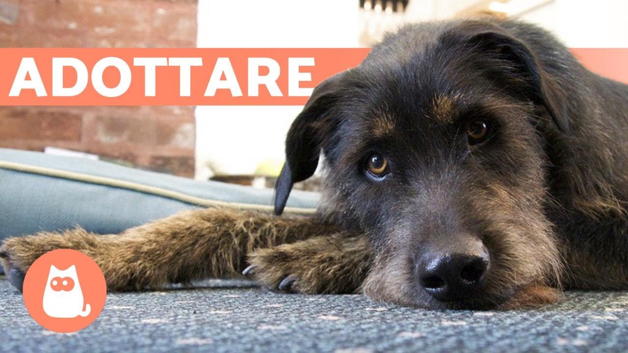 età massima per adottare un cane
