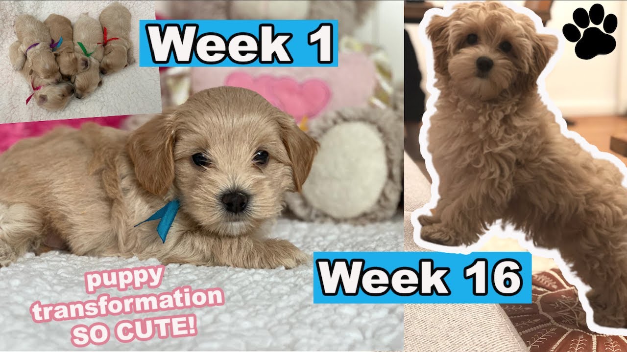 fino a quanti mesi cresce un maltipoo