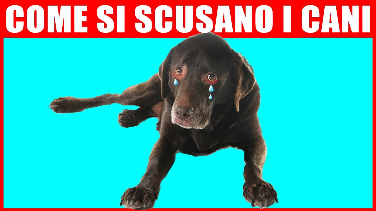 florentero cani prima o dopo i pasti