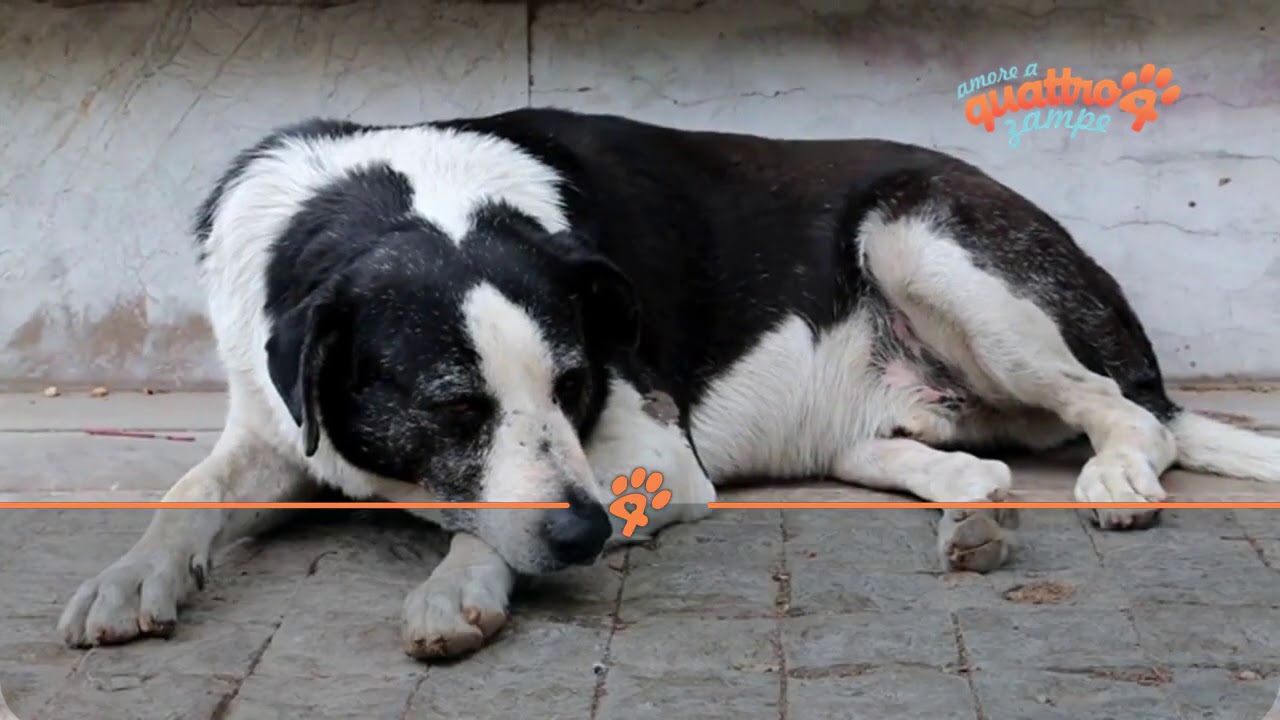 forasacco nel polmone del cane sintomi