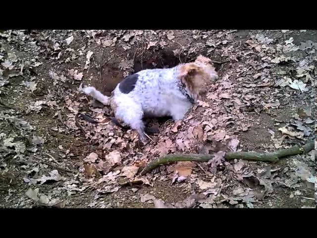 fox terrier a pelo ruvido prezzi