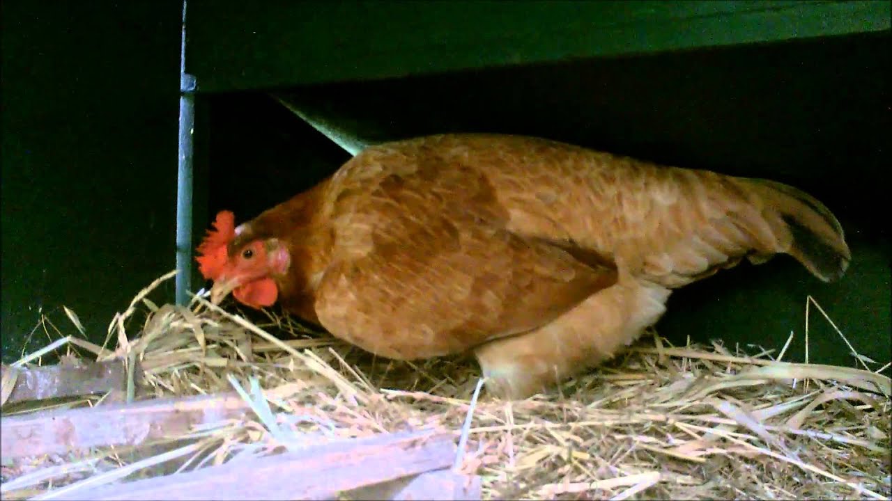 gallina che fa le uova verdi