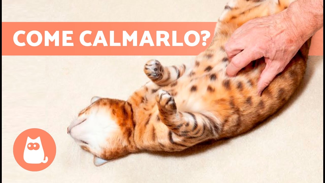 gatta in calore a 4 mesi