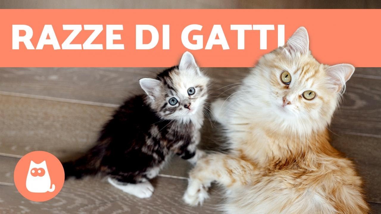 gatti a pelo lungo non di razza
