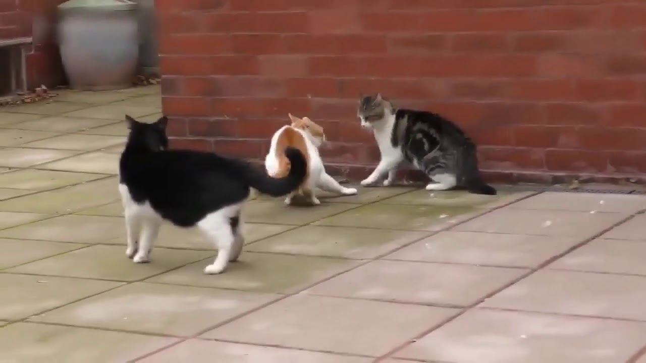 gatti che litigano per il territorio
